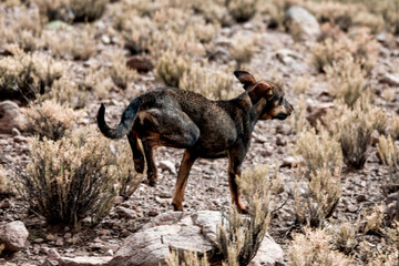Homeless dog on the field of Bolivia village. South America