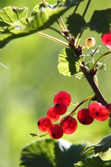 cassis et groseilles