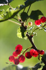 cassis et groseilles