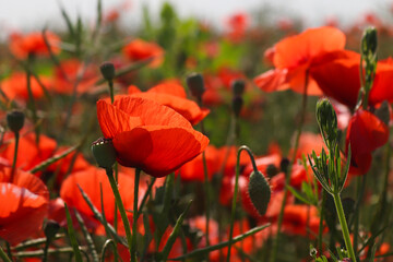 Red poppy field as a symbol of Remembrance and Reconciliation Day. Selective focus