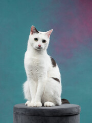 Portrait of sitting cat, studio shot