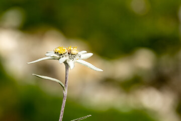 wildes Edelweiss in den Schweizer Alpen im Engadin