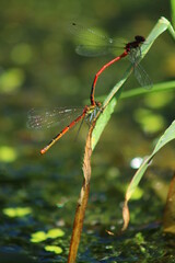 agrion délicat