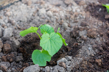 Growing cucumbers. Seedlings of cucumbers on a bed in a heifer on a sunny day. The theme of farming, gardening, farming, rich harvest