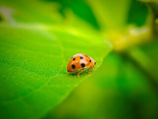 ladybug on green leaf