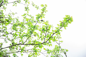 Lush green leaf, purity nature background. Green leaves on elm tree. Nature spring and summer banner. Plants against the blue sky concept. Trees branch isolated on white background.