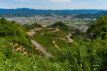 Fototapeta na wymiar みかんの丘から有田市街の眺望
