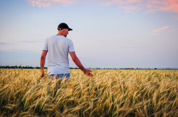 Male farmer standing in a wheat field during sunset. Man Enjoys Nature