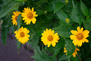 yellow flowers in the garden, background.