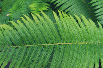 Creative layout made of green leaves fern. flat lay. nature background