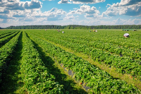 Strawberries plantation on a sunny day. Landscape with green strawberry field, people and blue cloudy sky