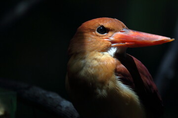 アカショウビン　火の鳥