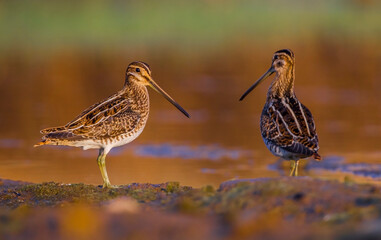 Common Snipe (Gallinago gallinago) is a wetland bird that lives in Asia, Europe and Africa. It is seen on the banks of the Tigris River in Diyarbakir.