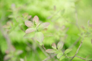 Lush green leaf, purity nature background. Green leaves on elm tree. Nature spring and summer banner. Plants against the blue sky concept. Trees branch isolated on white background.