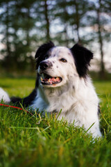 Border Collie in grass smiling