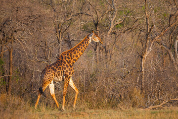 The dying nature negatively affects the life of all living things. It's like there's nothing left for this giraffe to eat at Imfolozi park in Africa