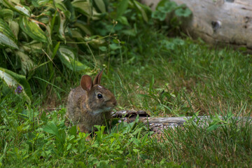 Baby Bunny in the grass eating clover.  Rabbit in our yard in Windsor in Upstate NY this Summer.