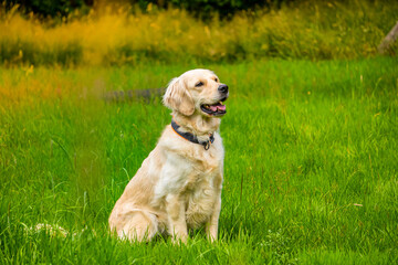 beautiful dog golden retriever in the park