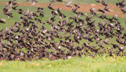 Common Starling (Sturnus vulgaris) are flying in crowded groups and sometimes they fight for food.