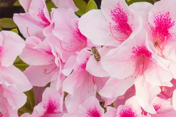 Papier Peint photo Lavable Azalée 愛媛 道後温泉近くの宝厳寺に咲く美しいピンクのツツジ