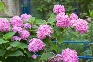 pink and white flowers