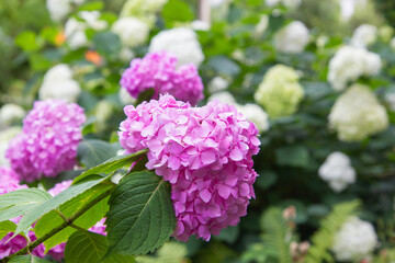 hydrangea flowers