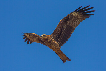 Red Kite (Milvus milvus) is a large predatory bird. Flies a lot faster due to its tail-like tail