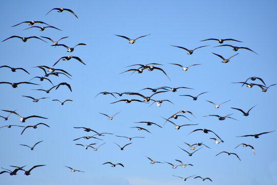 Big group of seagull birds flying against blue sky