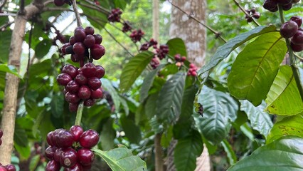 Natural green and red colorful coffee unripe beans plants in plantation background scenery view