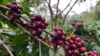 Natural green and red colorful coffee unripe beans plants in plantation background scenery view
