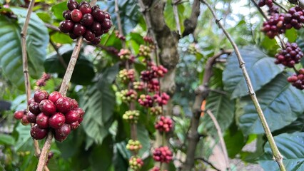 Natural green and red colorful coffee unripe beans plants in plantation background scenery view