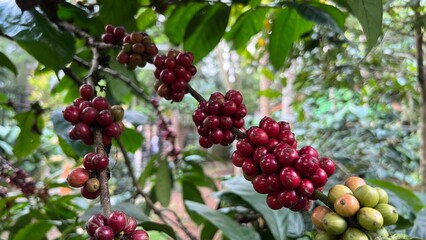 Natural green and red colorful coffee unripe beans plants in plantation background scenery view