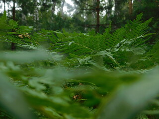 fern in the forest  