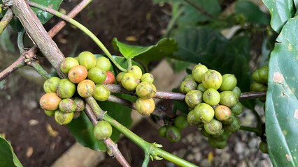 Natural green and red colorful coffee unripe beans plants in plantation background scenery view