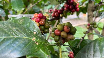 Natural green and red colorful coffee unripe beans plants in plantation background scenery view