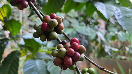 Natural green and red colorful coffee unripe beans plants in plantation background scenery view