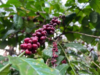 Natural green and red colorful coffee unripe beans plants in plantation background scenery view