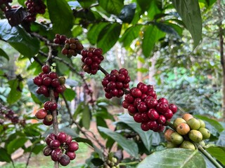 Natural green and red colorful coffee unripe beans plants in plantation background scenery view