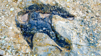 Ichnites Paleontological Deposit of Fuentesalvo, Villar del Río, Ichnites Route of Highlands of...