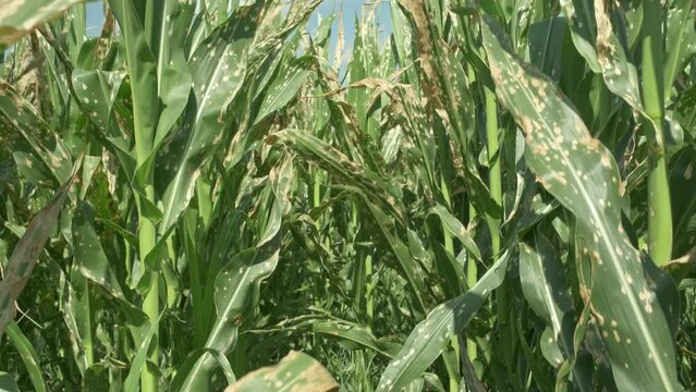 Corn plants wilting and dead after wrong applying herbicide in cornfield. Damage to agribusiness, insured event, reason for indemnification events. Abuse of pesticide use in agriculture