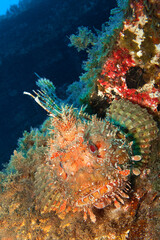 Red Scorpionfish, Scorpaena scrofa, Cabo Cope Puntas del Calnegre Regional Park, Mediterranean Sea, Murcia, Spain, Europe