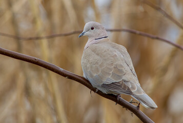 Eurasian Collared Dove (Streptopelia decaocto) is a type of pigeon that lives close to settlements.