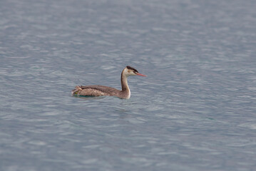 Great Crested Grebe (Podiceps cristatus) is a species of bird that lives in wetlands. it is a type of bird that feeds on fish, mussels and shrimp