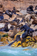 Cape Fur Seals, Arctocephalus pusillus, Shark Alley, Geyser Rock, Dyer Island, Gansbaai, Western Cape, South Africa, Africa