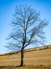 Lonely naked tree on field at sunny autumn or spring day. Blue sky.