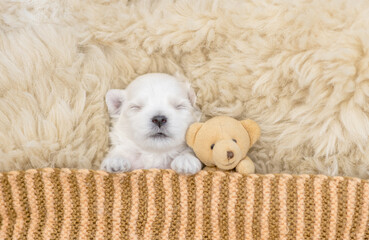 White newboen lapdog puppy sleeps under white blanket on a bed at home with favorite toy bear. Top...
