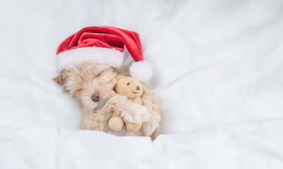 Sleepy Goldust Yorkshire terrier puppy  wearing red santa hat lying on a bed under white blanket at...