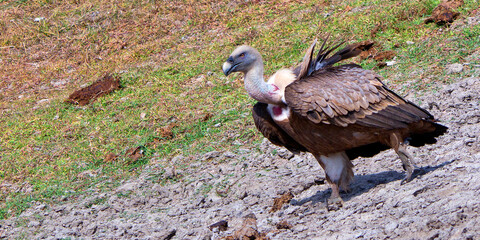 Griffon Vulture, Gyps fulvus, Monfragüe National Park, SPA, ZEPA, Biosphere Reserve, Cáceres...