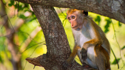 Toque Macaque, Macaca sinica, Wilpattu National Park, Sri Lanka, Asia