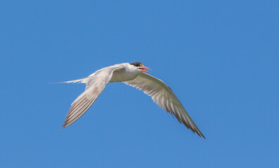 Common Tern (Sterna hirundo) is a wetland bird. It is common in Asia, Europe and America continent. It is possible to see them in İzmir Bird Paradise.